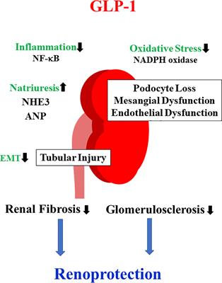 GLP-1 Receptor Agonists in Diabetic Kidney Disease: From Clinical Outcomes to Mechanisms